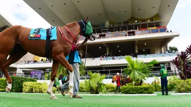 Atención La Rinconada: La hija de un campeón europeo hará su esperado debut este domingo Atención La Rinconada: La hija de un campeón europeo hará su esperado debut este domingo