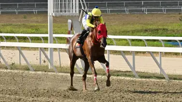 Vuelve el potencial ganador: Un importado que deslumbró estará de nuevo en pista en La Rinconada Vuelve el potencial ganador: Un importado que deslumbró estará de nuevo en pista en La Rinconada