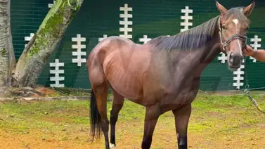 Ocho nuevos ejemplares llegan a La Rinconada para cumplir campaña Ocho nuevos ejemplares llegan a La Rinconada para cumplir campaña