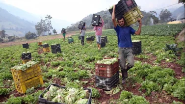 Alertan que distribución de hortalizas se podría retasar por esta razón