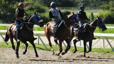 El mejor ajuste de esta potra queda preparada para debutar con mucha promesa el 5y6 dominical El mejor ajuste de esta potra queda preparada para debutar con mucha promesa el 5y6 dominical