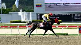 Yeguas nacionales disputan el Clásico “Prensa Hípica Nacional” este fin de semana