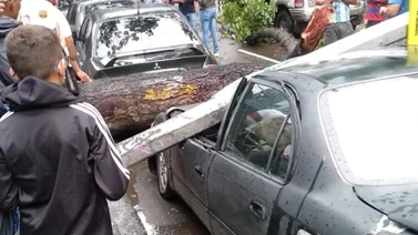 Un árbol causa varios destrozos en El Recreo por las fuertes lluvias (+Fotos)