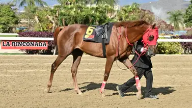 Jaime Lugo revela factor clave en el resultado negativo del importado Sharar en la R24 Jaime Lugo revela factor clave en el resultado negativo del importado Sharar en la R24