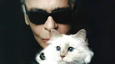 Gata heredera de Karl Lagerfeld sufre las consecuencias de no cobrar su herencia Gata heredera de Karl Lagerfeld sufre las consecuencias de no cobrar su herencia