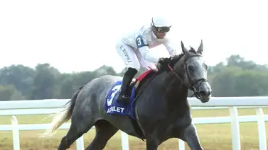 Ag Bullet por la repetida en el Jaipur Stakes (G1) en Saratoga el sábado Ag Bullet por la repetida en el Jaipur Stakes (G1) en Saratoga el sábado