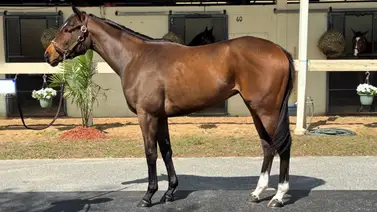 Pedigree de oro: Una hija de Honor A.P. ya se encuentra en La Rinconada Pedigree de oro: Una hija de Honor A.P. ya se encuentra en La Rinconada