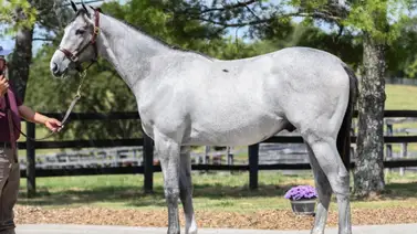 Hijo de Tapit que costó $1.05 millones de Bob Baffert se estrena este domingo en Estados Unidos Hijo de Tapit que costó $1.05 millones de Bob Baffert se estrena este domingo en Estados Unidos