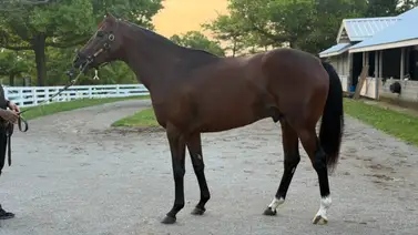 Hermano materno de Golden Tempo llega a la caballeriza de Cherie DeVaux Hermano materno de Golden Tempo llega a la caballeriza de Cherie DeVaux