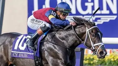 Baja sensible: Cy Fair ganadora de la Breeders’ Cup no viaja a Royal Ascot Baja sensible: Cy Fair ganadora de la Breeders’ Cup no viaja a Royal Ascot