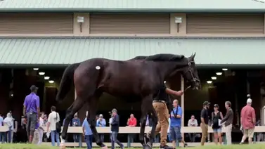 17 potros de dos años que lograron 9.4 en su exhibición se presentan en el ring de ventas en Florida 17 potros de dos años que lograron 9.4 en su exhibición se presentan en el ring de ventas en Florida