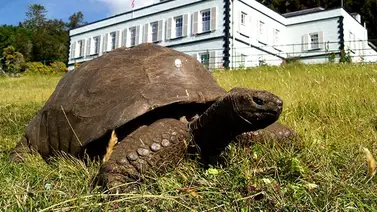 Más antigua que el Mundial: La tortuga Jonathan recibe este récord Guinness Más antigua que el Mundial: La tortuga Jonathan recibe este récord Guinness
