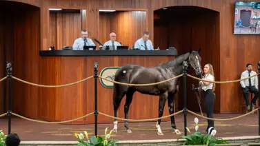 Zedan Racing Stables se quedó con un hijo de Medaglia D’Oro el segundo más caro de la sesión de junio Zedan Racing Stables se quedó con un hijo de Medaglia D’Oro el segundo más caro de la sesión de junio