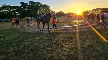 Atención: Entérate del ejemplar retirado para el Hipódromo Nacional de Valencia 20-06-2026 Atención: Entérate del ejemplar retirado para el Hipódromo Nacional de Valencia 20-06-2026