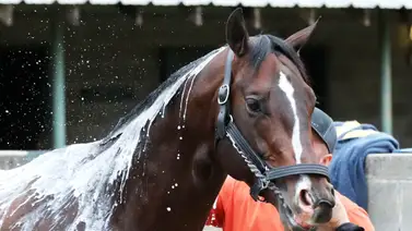 Cornucopian por su tercera prueba de grado del año en el Bango Stakes (G3) de Churchill Downs Cornucopian por su tercera prueba de grado del año en el Bango Stakes (G3) de Churchill Downs