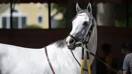 White Abarrio ya está en Churchill Downs para correr el Stephen Foster Stakes (G1)