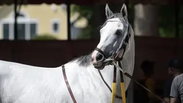 White Abarrio ya está en Churchill Downs para correr el Stephen Foster Stakes (G1) White Abarrio ya está en Churchill Downs para correr el Stephen Foster Stakes (G1)