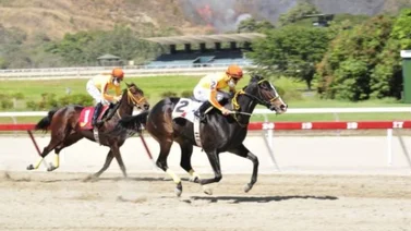 La campeona del Caribe Philomena fue negociada a un nuevo propietario