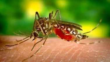 ¡Alerta! Dengue y la malaria se despliegan en varias zonas de Venezuela