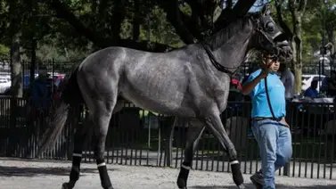 Conoce cuánto costó Arcangelo ganador del Belmont y Travers Stakes Conoce cuánto costó Arcangelo ganador del Belmont y Travers Stakes