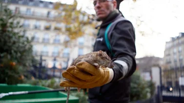 Alcaldía de París pide a los ciudadanos convivir con las ratas (+ video)