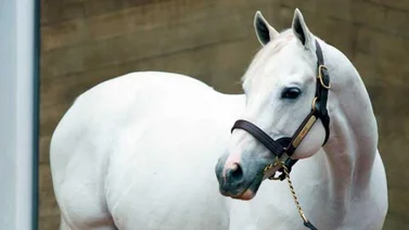 Mira este curioso récord que logró el semental Tapit el día del Belmont Stakes