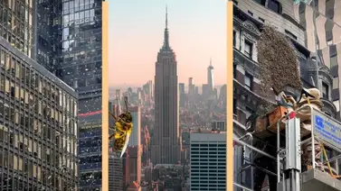 Alarmante: Un enjambre de abejas causó pánico en Nueva York (+ Video) Alarmante: Un enjambre de abejas causó pánico en Nueva York (+ Video)