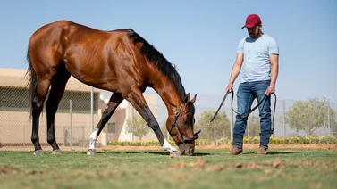 Nació el primer hijo de Maximum Security en Dell Ridge Farm