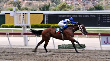 Forza di Oro y Jupiter Max serán las figuras de la primera dominical en La Rinconada