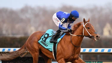 Datos de las carreras americanas (Simulcast Aqueduct 26/11/2022)