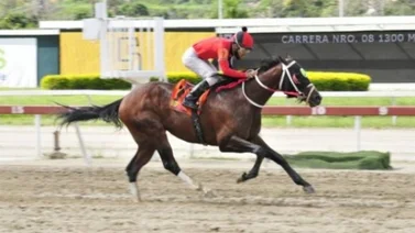 Mira como se prepara Templario para su carrera del domingo en La Rinconada