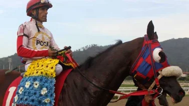 Sabes cu ntos hijos de padrillos criollos han ganado el Cl sico