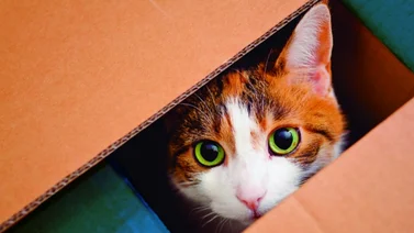 ¿Por qué a los gatos les encantan las cajas de cartón?