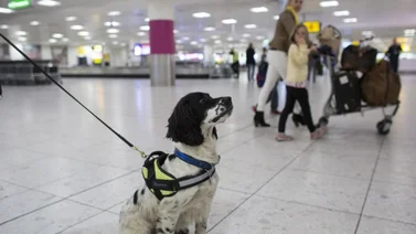 Requisitos para viajar con tu mascota fuera del país: todo lo que necesitas saber