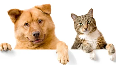 Entérate: Será presentado un proyecto de Ley sobre el maltrato animal ante la Asamblea Nacional