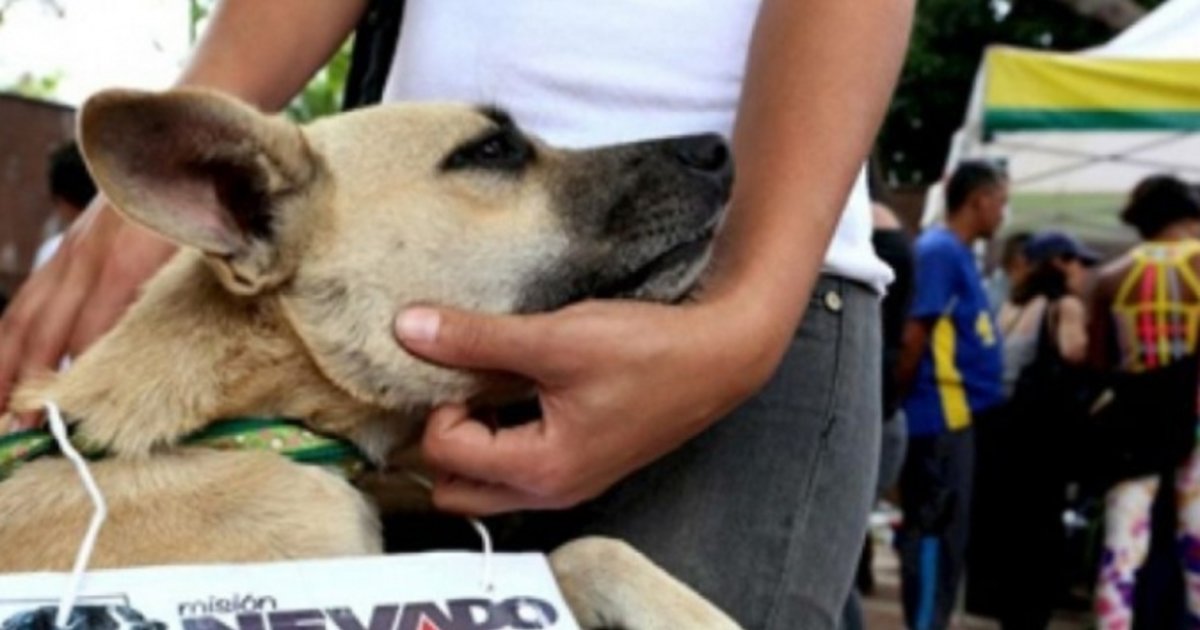 Conoce los Centros de Atención Veterinaria gratuita en Caracas