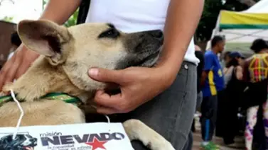 Conoce los Centros de Atención Veterinaria gratuita en Caracas