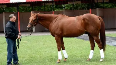 Muere el doblecoronado Funny Cide a los 23 años de edad Muere el doblecoronado Funny Cide a los 23 años de edad