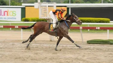 Entérate qué caballo conducido por Robert Capriles regresa a la Rinconada tras 133 días en inactividad