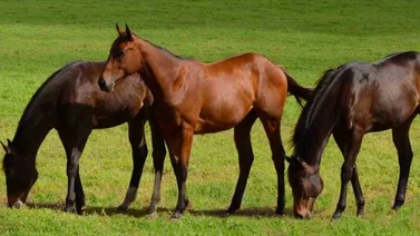 Mira esta curiosa marca que el Haras La Orlyana empata en la Triple Corona de Yeguas