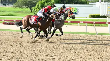 Así reaccionó el Haras donde fue criado Lemon White al conocer su lesión Así reaccionó el Haras donde fue criado Lemon White al conocer su lesión