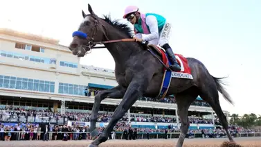 Medio hermana del campeón Arrogate busca esta semana su primera victoria Medio hermana del campeón Arrogate busca esta semana su primera victoria