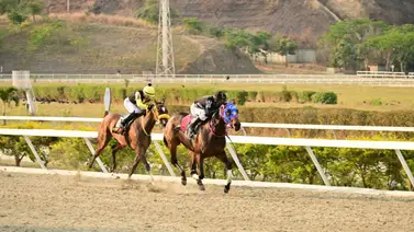 Este caballo puede sorprender en el Clásico Cría Nacional Este caballo puede sorprender en el Clásico Cría Nacional