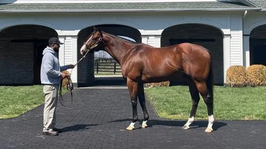 Potra medio hermana del campeón Jackie´s Warrior busca contra los machos su primer stakes