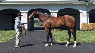 Potra medio hermana del campeón Jackie´s Warrior busca contra los machos su primer stakes Potra medio hermana del campeón Jackie´s Warrior busca contra los machos su primer stakes