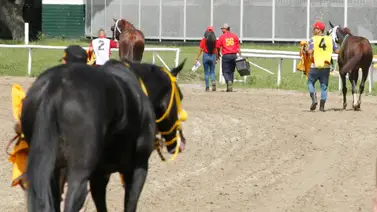 Conoce hasta el momento cual es el ejemplar retirado de la reunión 26 en La Rinconada Conoce hasta el momento cual es el ejemplar retirado de la reunión 26 en La Rinconada