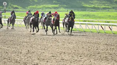 No olviden a este ejemplar que siempre es dato y como ajustó es marca obligada en el Clásico Cría Nacional No olviden a este ejemplar que siempre es dato y como ajustó es marca obligada en el Clásico Cría Nacional