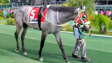 Así le fue a Lemon White en su operación en La Rinconada (+Declaraciones) Así le fue a Lemon White en su operación en La Rinconada (+Declaraciones)