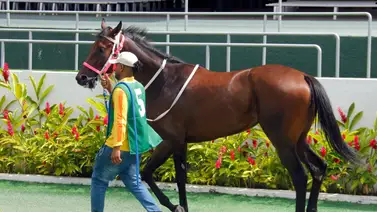 Datos de última hora para el Hipódromo Internacional La Rinconada 7-7-2024 Datos de última hora para el Hipódromo Internacional La Rinconada 7-7-2024