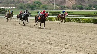 Estos son los ejemplares que más gustan a esta hora para la R26 de La Rinconada son Estos son los ejemplares que más gustan a esta hora para la R26 de La Rinconada son